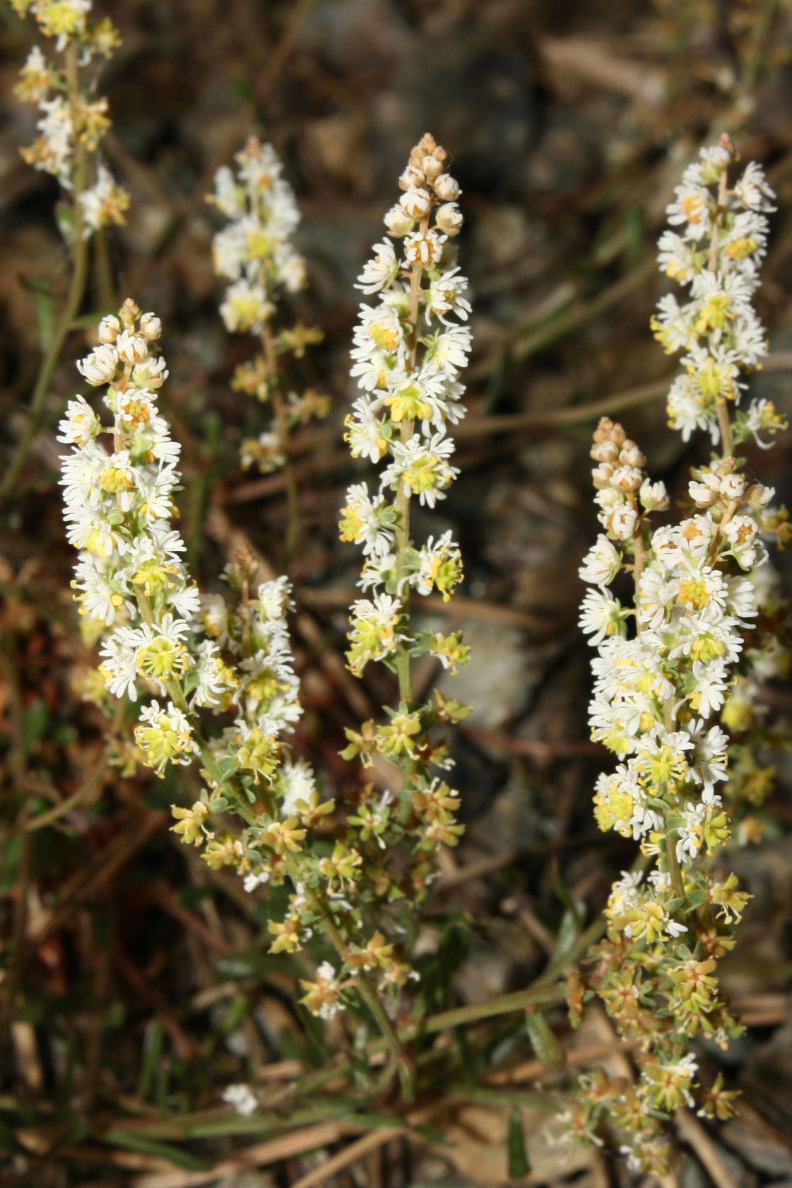 Sesamoides interrupta / Reseda pigmea